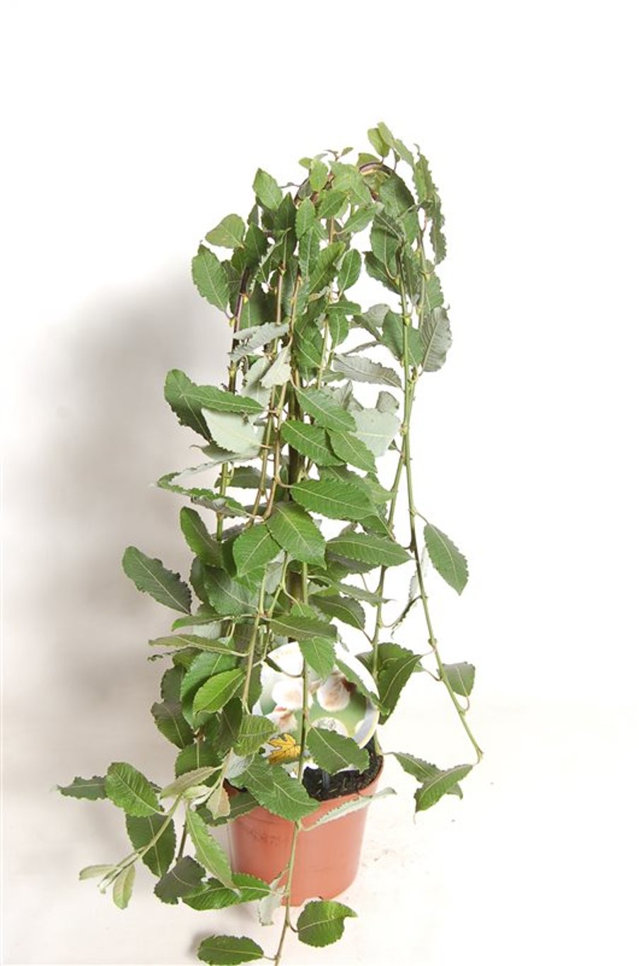 Salix caprea 'Kilmarnock' - 40 CM Stem C2